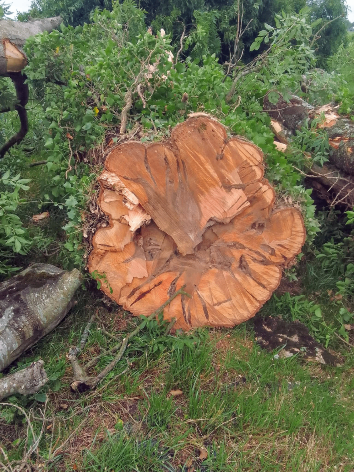 Large ash tree section after removal in Co. Meath