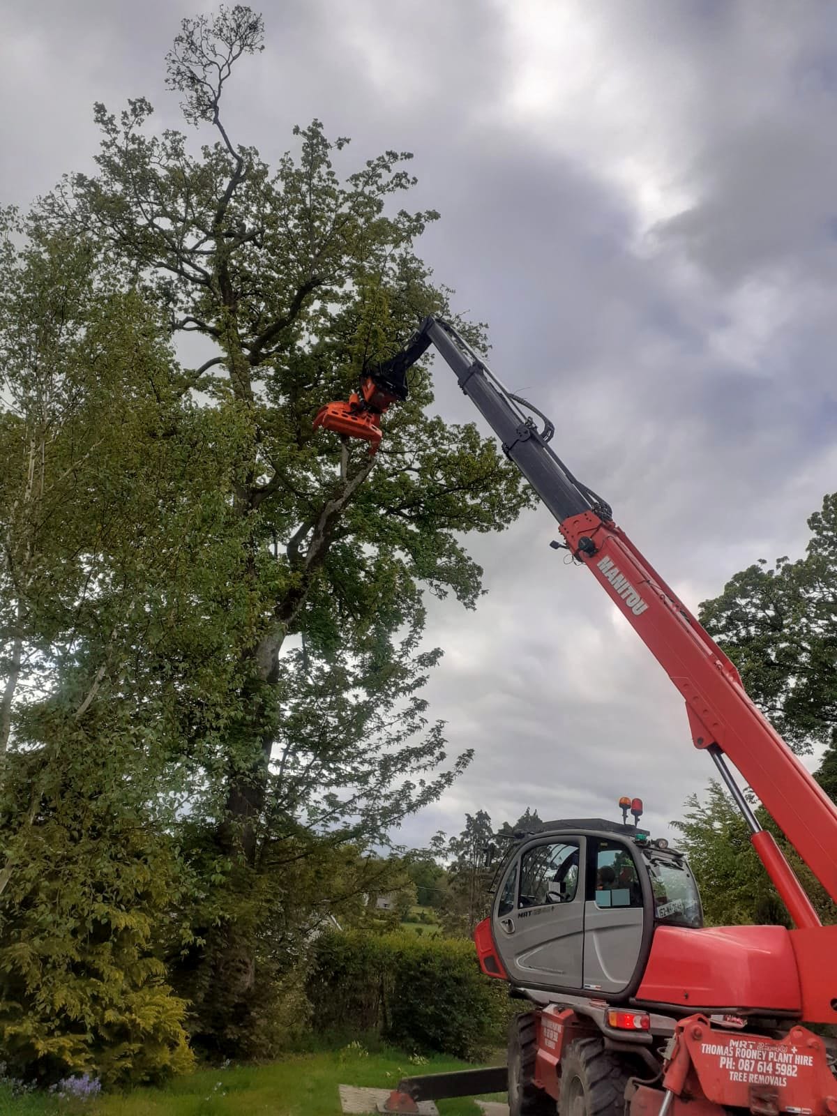 Canopy tree surgery under cloudy skies in Meath