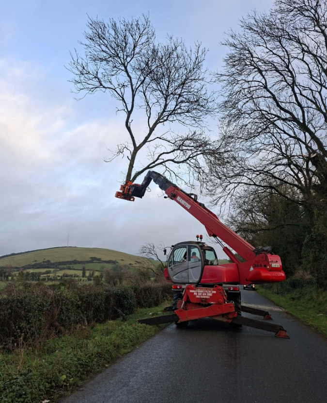 Roadside tree removal in rural Meath