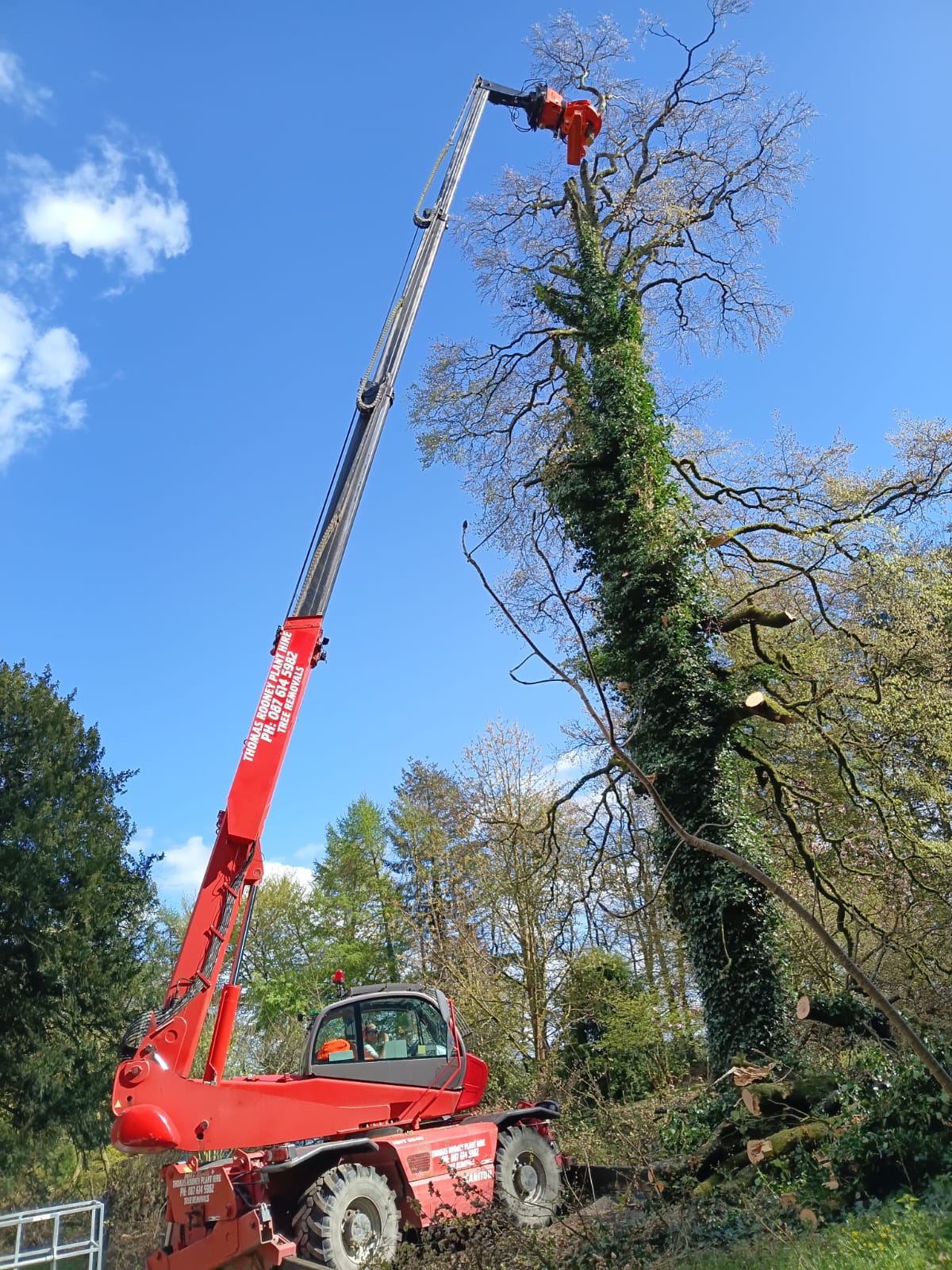Manitou dismantling tall ivy-covered ash dieback tree