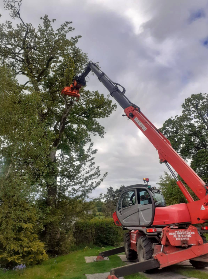 Machine removing ash branches from mature tree